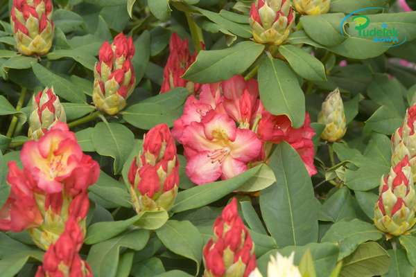 Rhododendron Sulejka